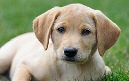 labrador-america-top-dog-breed-ftr